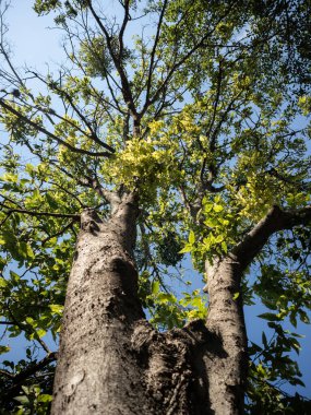 Güneşli bir günde ağaç dalları