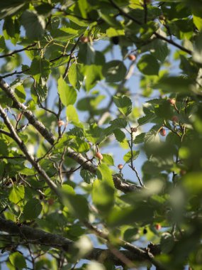 Güneşli bir günde ağaç dalları