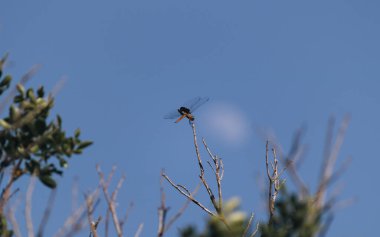 Yusufçuk, bir dala iniş yap.