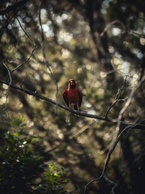 Güzel kırmızı Kardinal ağaç dalında oturuyor.