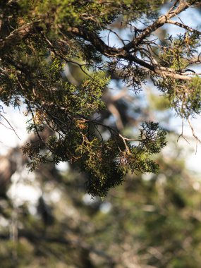 Güneşli bir günde ağaç dalları