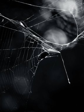 Örümcek Ağı Siyah ve Beyaz 'ı yakınlaştırdı