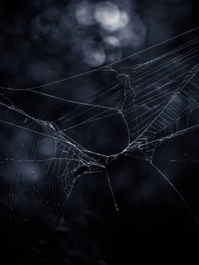 Örümcek Ağı Siyah ve Beyaz 'ı yakınlaştırdı