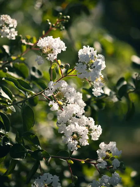 Güneşli bir günde Crape Myrtle 'ın güzel bir yakın çekimi..