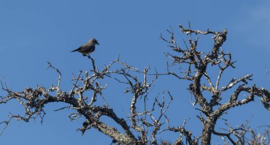Batılı Kral Kuş Yapraksız Ağaç 'ta oturuyor