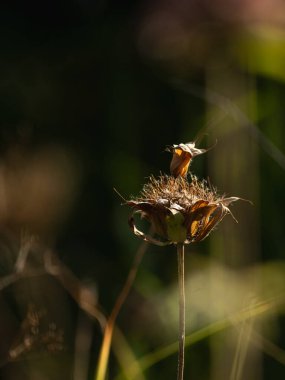 Ölü bir Lemon Beebalm fabrikasını kapatın.