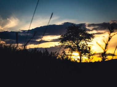 Güzel Günbatımı Ağacı Manzarası Silueti