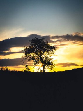 Güzel Günbatımı Ağacı Manzarası Silueti