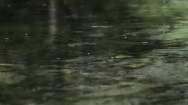 Su yüzeyi üzerinde hareket eden su yürüyücüleri