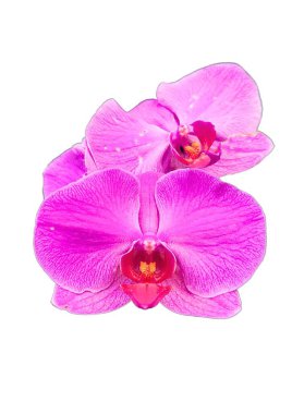 Beyaz arkaplanda mor orkide