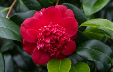 Kamelya çiçekleri. Çay ailesinin yemyeşil bitkisi.