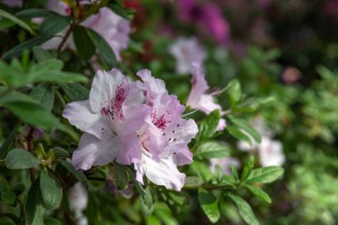 Azalea. Kenevir familyasının pembe, beyaz, sarı ya da kırmızı çiçekli süslü çalıları..