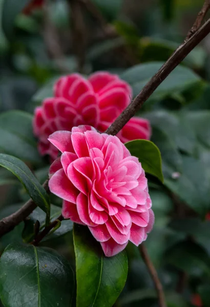 Kamélie Květiny Evergreen Rostlina Čajové Rodiny — Stock fotografie