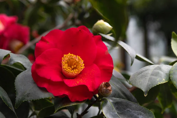Kwiaty Camellia Evergreen Roślin Rodziny Herbat — Zdjęcie stockowe