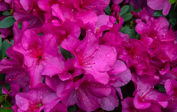 Azalea. Ornamental shrub plant of the heather family with pink, white, yellow or red flowers.