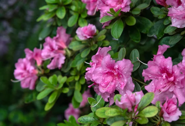 Azalea Planta Arbustiva Ornamental Familia Los Brezos Con Flores Rosadas —  Fotos de Stock