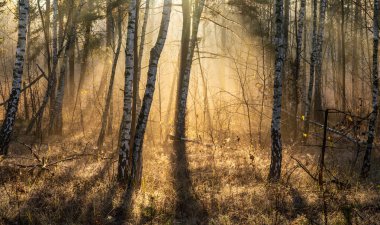 Güneş ışınları ağaç dallarını ve hafif sisi delip geçiyor. Ormanda ya da parkta güneşli bir sabah. Doğada yürü.