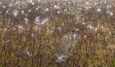Sabah damlacıkları ile ağ hafif rüzgarda hafifçe sallanır.