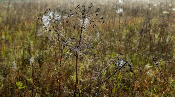 stock image The web with droplets of morning dew sways slightly in the light wind.