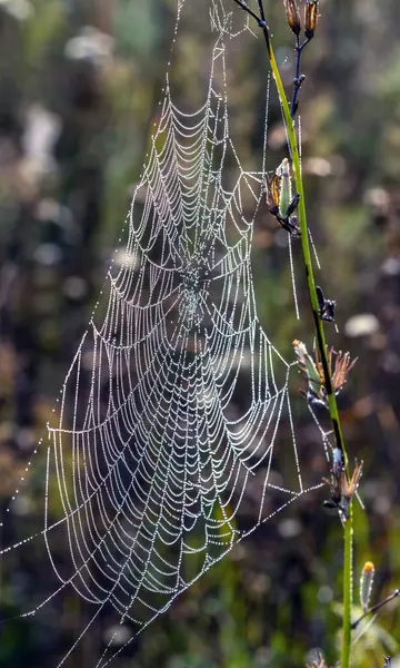 stock image The web with droplets of morning dew sways slightly in the light wind.