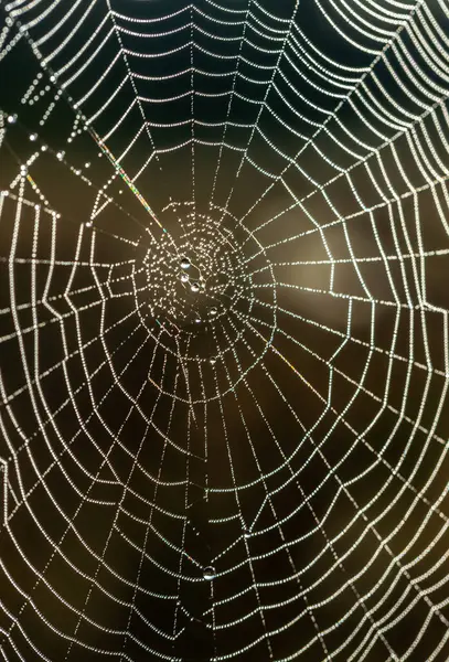 stock image The web with droplets of morning dew sways slightly in the light wind.