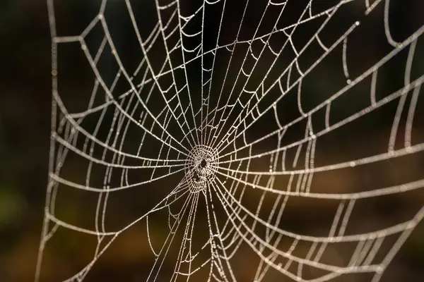 stock image The web with droplets of morning dew sways slightly in the light wind.