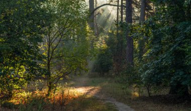 Güneş ışınları ağaç dallarını delip geçiyor. Güzel bir sonbahar sabahı. Doğada yürür.
