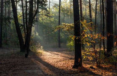 Güneş ışınları ağaç dallarını delip geçiyor. Güzel bir sonbahar sabahı. Doğada yürür.