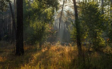 Güneş ışınları ağaç dallarını delip geçiyor. Güzel bir sonbahar sabahı. Doğada yürür.