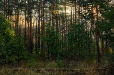 Güneş ışınları ağaç dallarını delip geçiyor. Güzel bir sonbahar sabahı. Doğada yürür.