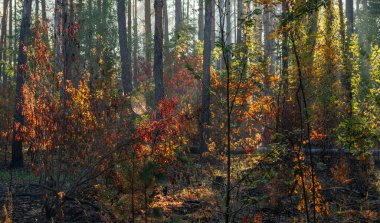 Güneş ışınları ağaç dallarını delip geçiyor. Güzel bir sonbahar sabahı. Doğada yürür.