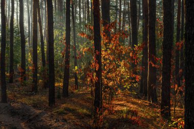Güneş ışınları ağaç dallarını delip geçiyor. Güzel bir sonbahar sabahı. Doğada yürür.