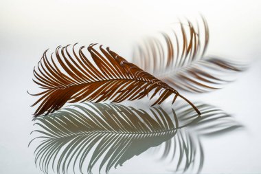 Hafif arkaplanda kurumuş palmiye yaprağı.