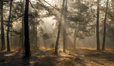 Güneş ışınları ağaç dallarını delip geçiyor. Güneşli bir sabahta ormanda hoş bir yürüyüş..