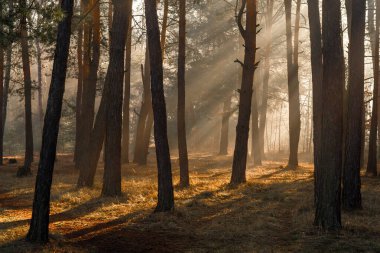Güneş ışınları ağaç dallarını delip geçiyor. Güneşli bir sabahta ormanda hoş bir yürüyüş..