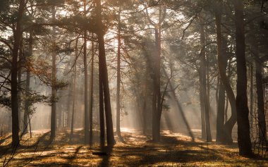 Güneş ışınları ağaç dallarını delip geçiyor. Güneşli bir sabahta ormanda hoş bir yürüyüş..