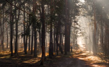 Güneş ışınları ağaç dallarını delip geçiyor. Güneşli bir sabahta ormanda hoş bir yürüyüş..