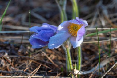 Uyku-otu çiçek açıyor. Güneşli Glades 'teki ormanda bulunan ilk ilkbahar çiçeklerinden biri..