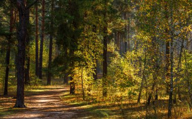 Doğada yürüyor. Ormanda sonbahar renkleri. Güzel doğa. Güneşli sabah.