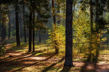 Doğada yürüyor. Ormanda sonbahar renkleri. Güzel doğa. Güneşli sabah.