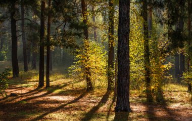 Doğada yürüyor. Ormanda sonbahar renkleri. Güzel doğa. Güneşli sabah.