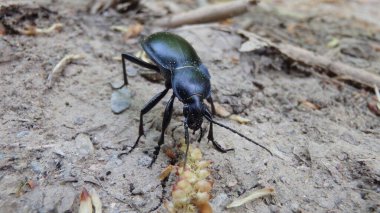 carabus glabratus on the ground clipart