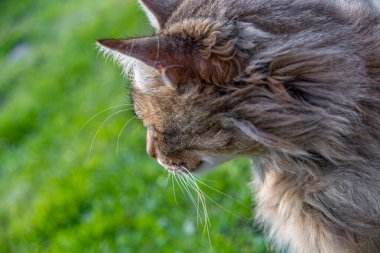 Gündüz vakti bir kedinin arka planı