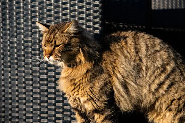 Akşam ışığında pofuduk kedi dışarıda.