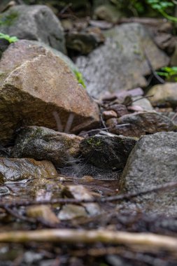 Güneşin altında taşlarla dolu bir derede örümcek ağları