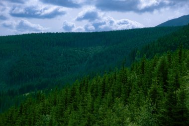 Polonya 'da güneşli bir günde ormanlı dağların manzarası