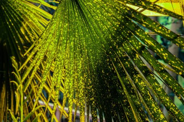 Ön planda sarı benekli tropikal bir bitki yaprağı.