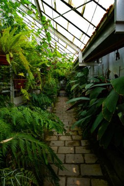 Bitki dolu bir odada, cam bir bardakla yürüme, cam tavanlı bitki dolu bir odada yürüme yolu.