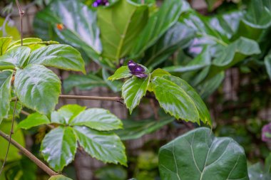 Bitki yaprağının üzerinde duran güzel mor güve.