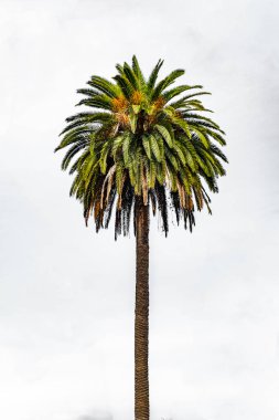Beyaz bir gökyüzünün arka planında güzel bir palmiye ağacı.